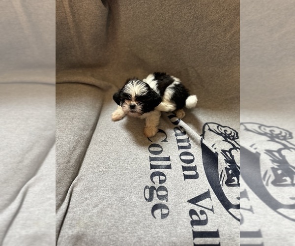 Medium Photo #3  Breeder Profile in HARRISBURG, PA, USA
