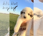 Small #1 Breeder Profile image