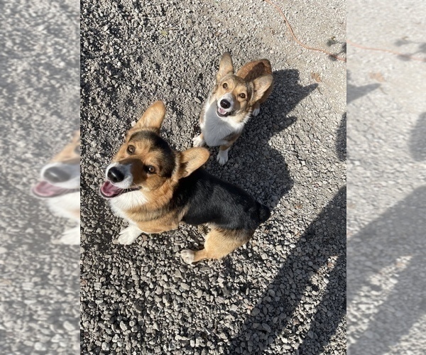 Medium Photo #1  Breeder Profile in OAKLEY, CA, USA