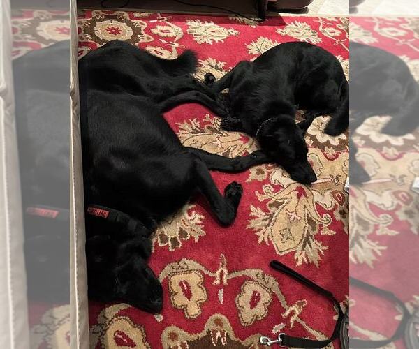 Medium Photo #2  Breeder Profile in FRANKLINTON, LA, USA