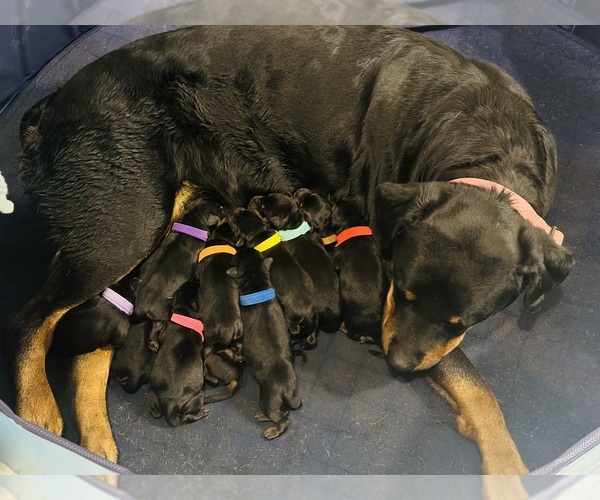 Medium Photo #1  Breeder Profile in HILLSBORO, OH, USA