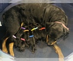 Small breeder photo