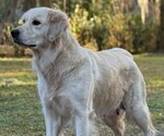 Small Photo #1  Breeder Profile in SAINT AUGUSTINE, FL, USA