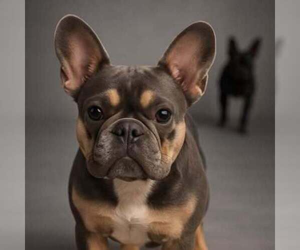 Medium Photo #2  Breeder Profile in GASTONIA, NC, USA