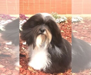 Havanese Dog Breeder near GREEN SEA, SC, USA