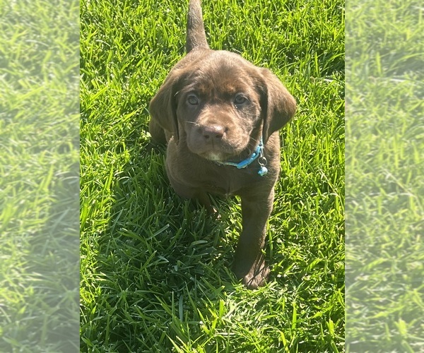 Medium Photo #1  Breeder Profile in DENAIR, CA, USA