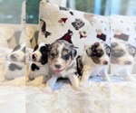 Small #4 Breeder Profile image