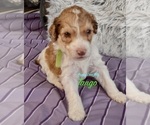 Small #2 Breeder Profile image