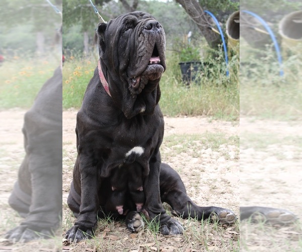 Medium Photo #26  Breeder Profile in SAN MARCOS, TX, USA