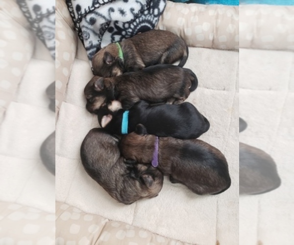Medium Photo #1  Breeder Profile in LINCOLN PARK, PA, USA