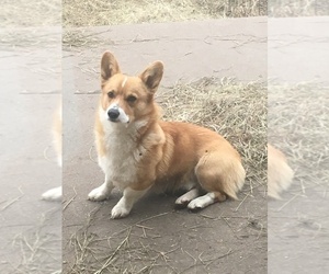 Pembroke Welsh Corgi Dog Breeder near RAMONA, OK, USA