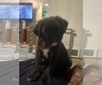 Small #29 Breeder Profile image