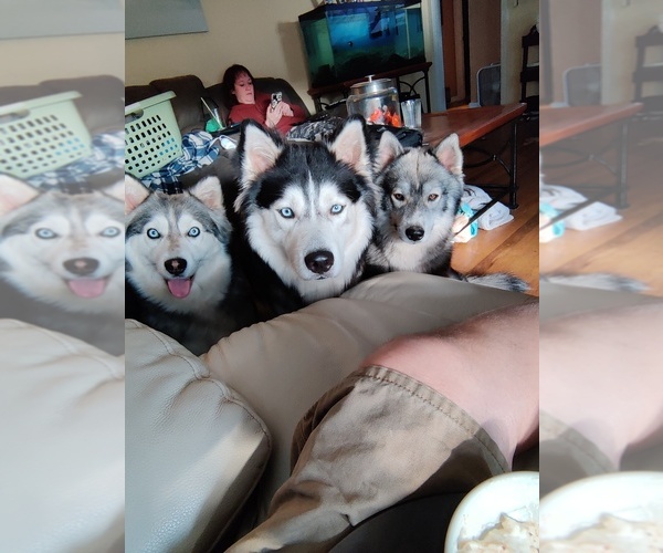 Medium Photo #1  Breeder Profile in TURNER, OR, USA