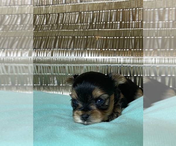 Medium Photo #1  Breeder Profile in ALBUQUERQUE, NM, USA