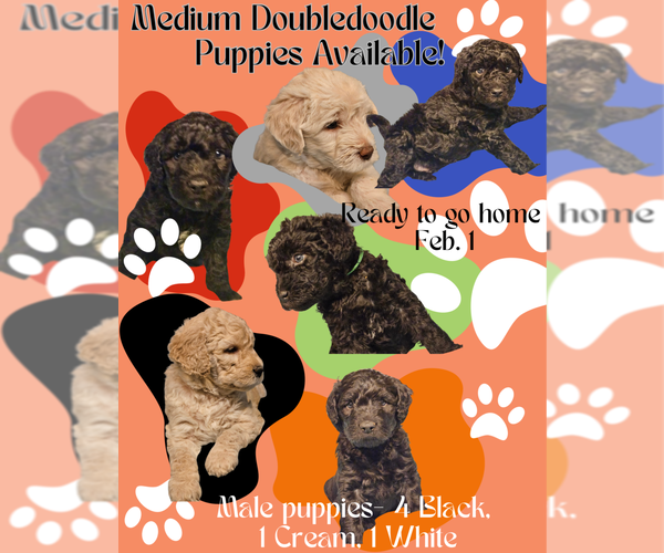 Medium Photo #1  Breeder Profile in DAPHNE, AL, USA