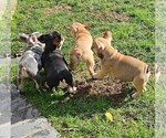 Small #60 Breeder Profile image