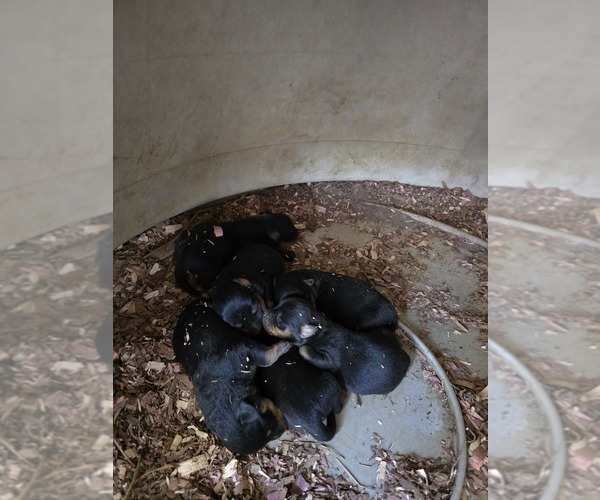 Medium Photo #8  Breeder Profile in BAHAMA, NC, USA