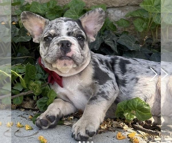 Medium Photo #2  Breeder Profile in MOORPARK, CA, USA