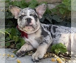 Small #1 Breeder Profile image