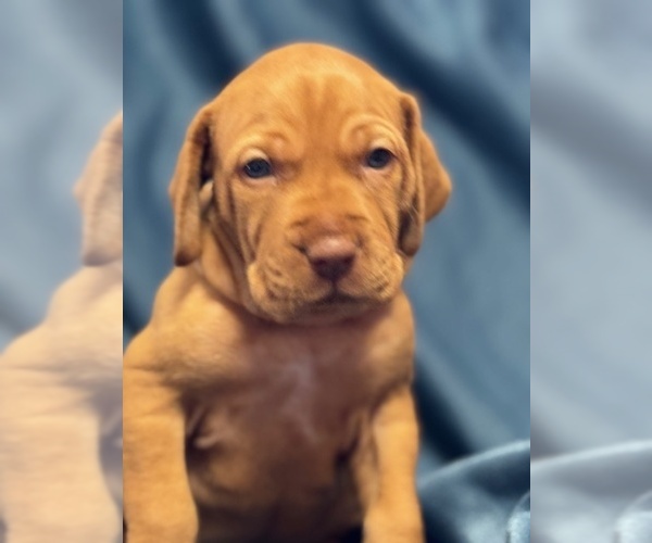 Medium Photo #8  Breeder Profile in ROYSTON, GA, USA