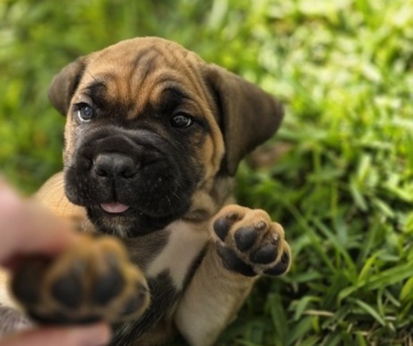 Medium Photo #6  Breeder Profile in BANGS, TX, USA