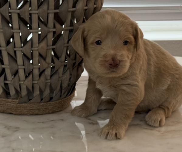 Medium Photo #5  Breeder Profile in VALENCIA, CA, USA