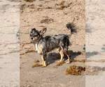 Small #42 Breeder Profile image