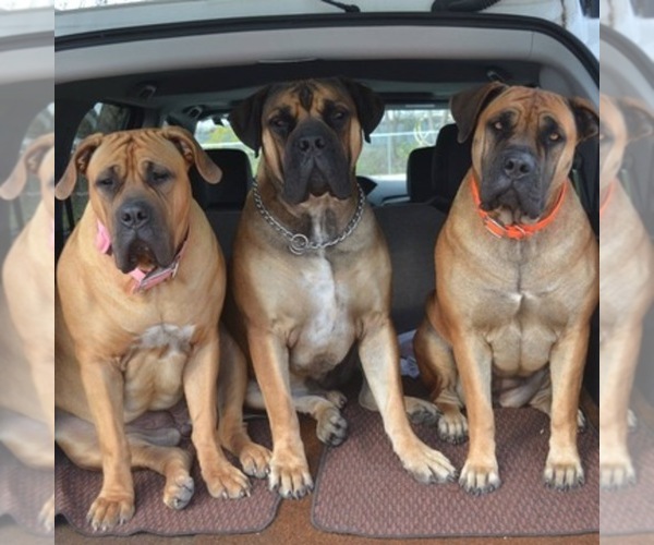 View Breeder Profile Boerboel Dog Breeder Near Indiana
