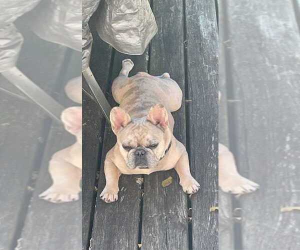 Medium Photo #1  Breeder Profile in LOGANSPORT, IN, USA