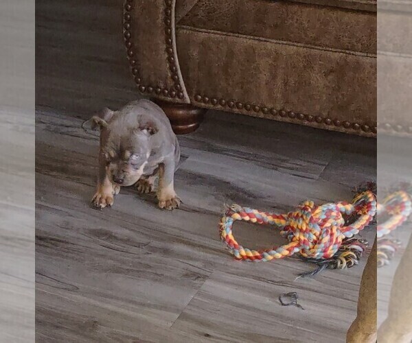 Medium Photo #2  Breeder Profile in ARLINGTON, TX, USA