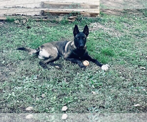 Medium Photo #1  Breeder Profile in CARROLLTON, GA, USA