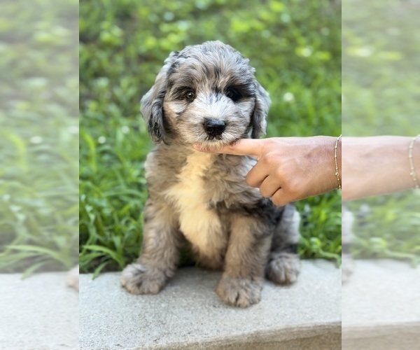Medium Photo #2  Breeder Profile in CLEMSON, SC, USA