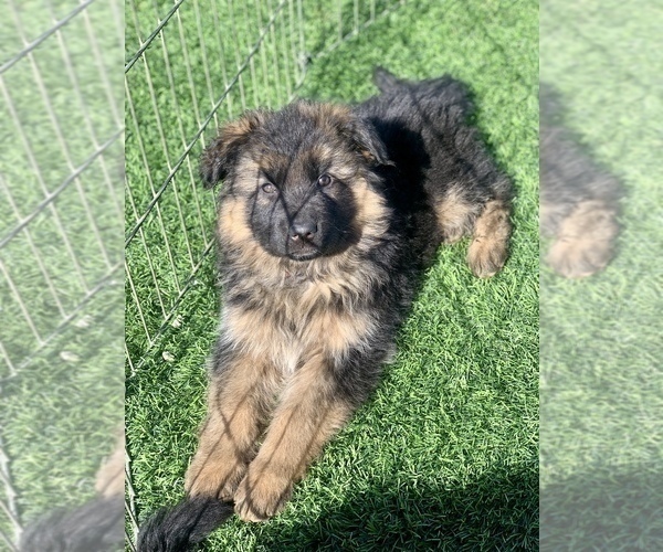 Medium Photo #156  Breeder Profile in PINON HILLS, CA, USA