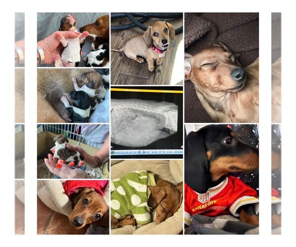 Medium Photo #6  Breeder Profile in STEAMBOAT SPRINGS, CO, USA