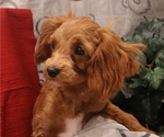 Small #7 Breeder Profile image