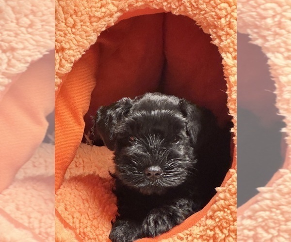 Medium Photo #1  Breeder Profile in BRIGHTON, TN, USA