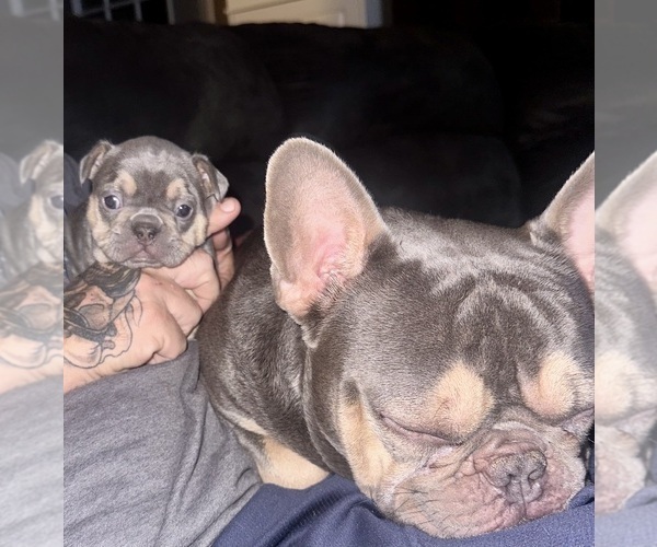 Medium Photo #16  Breeder Profile in BIG RAPIDS, MI, USA