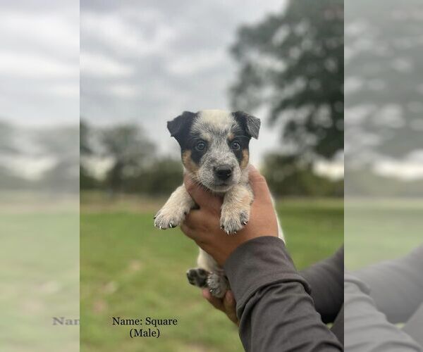 Medium Photo #10  Breeder Profile in BEDIAS, TX, USA