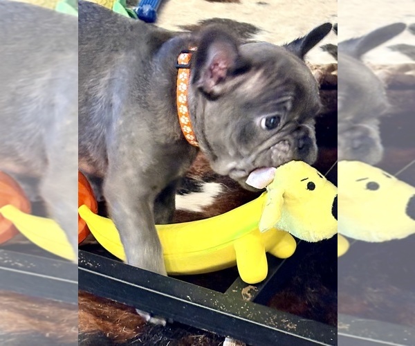 Medium Photo #18  Breeder Profile in CANYON, TX, USA