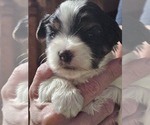 Small #1 Breeder Profile image