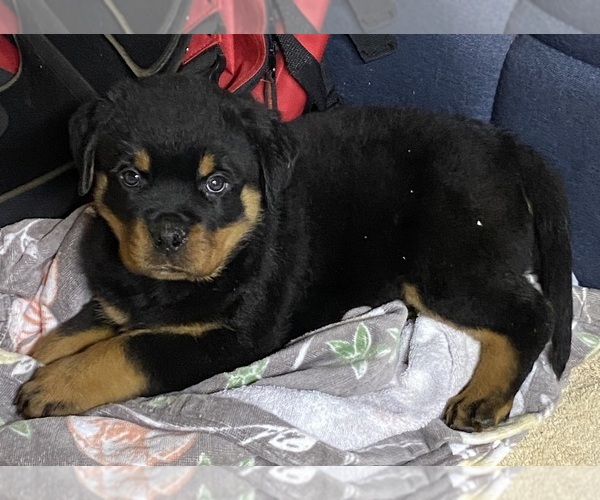 Medium Photo #1  Breeder Profile in HUGHESVILLE, MD, USA