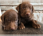 Small Photo #1  Breeder Profile in BOWIE, TX, USA