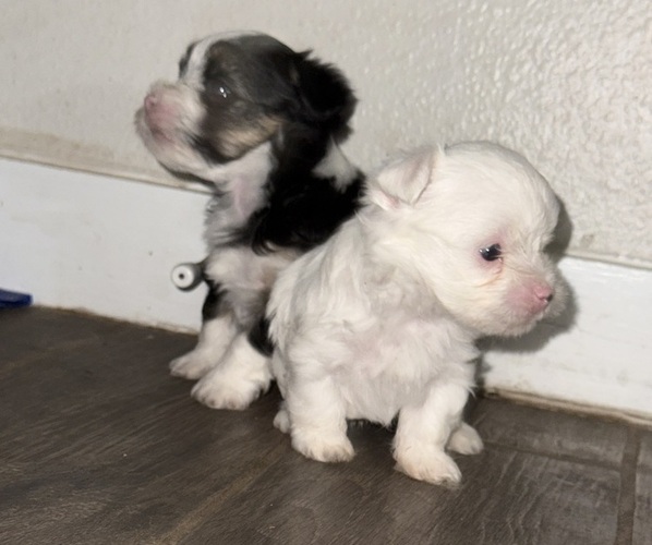 Medium Photo #7  Breeder Profile in CONVERSE, TX, USA