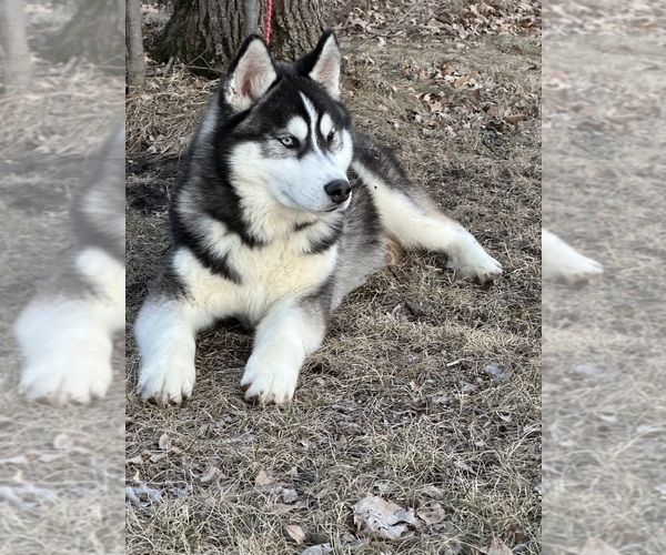Medium Photo #3  Breeder Profile in STAPLES, MN, USA