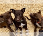 Small #50 Breeder Profile image