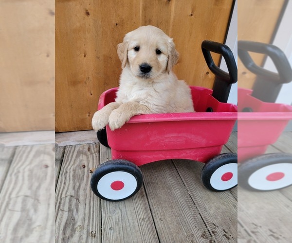 Medium Photo #1  Breeder Profile in MIDDLEFIELD, OH, USA
