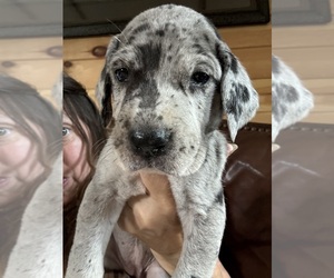 Great Dane Dog Breeder near FRANKSTON, TX, USA