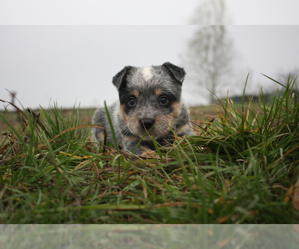 Medium Photo #1  Breeder Profile in Novi Sad, Vojvodina, Serbia