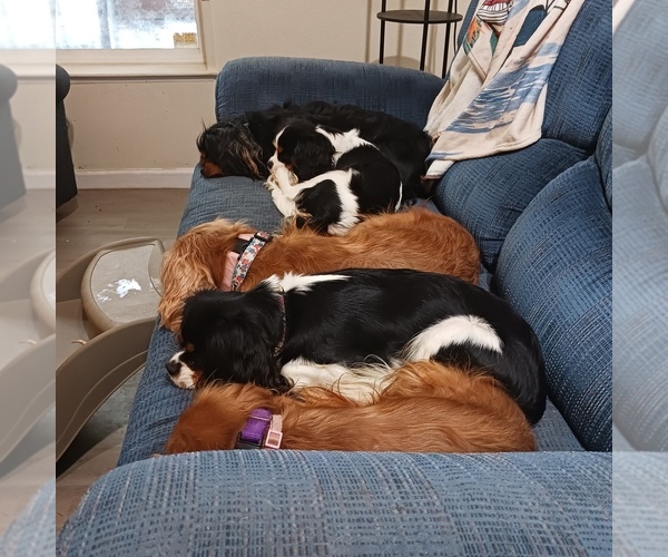 Medium Photo #1  Breeder Profile in ALBANY, OR, USA