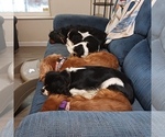 Small breeder photo